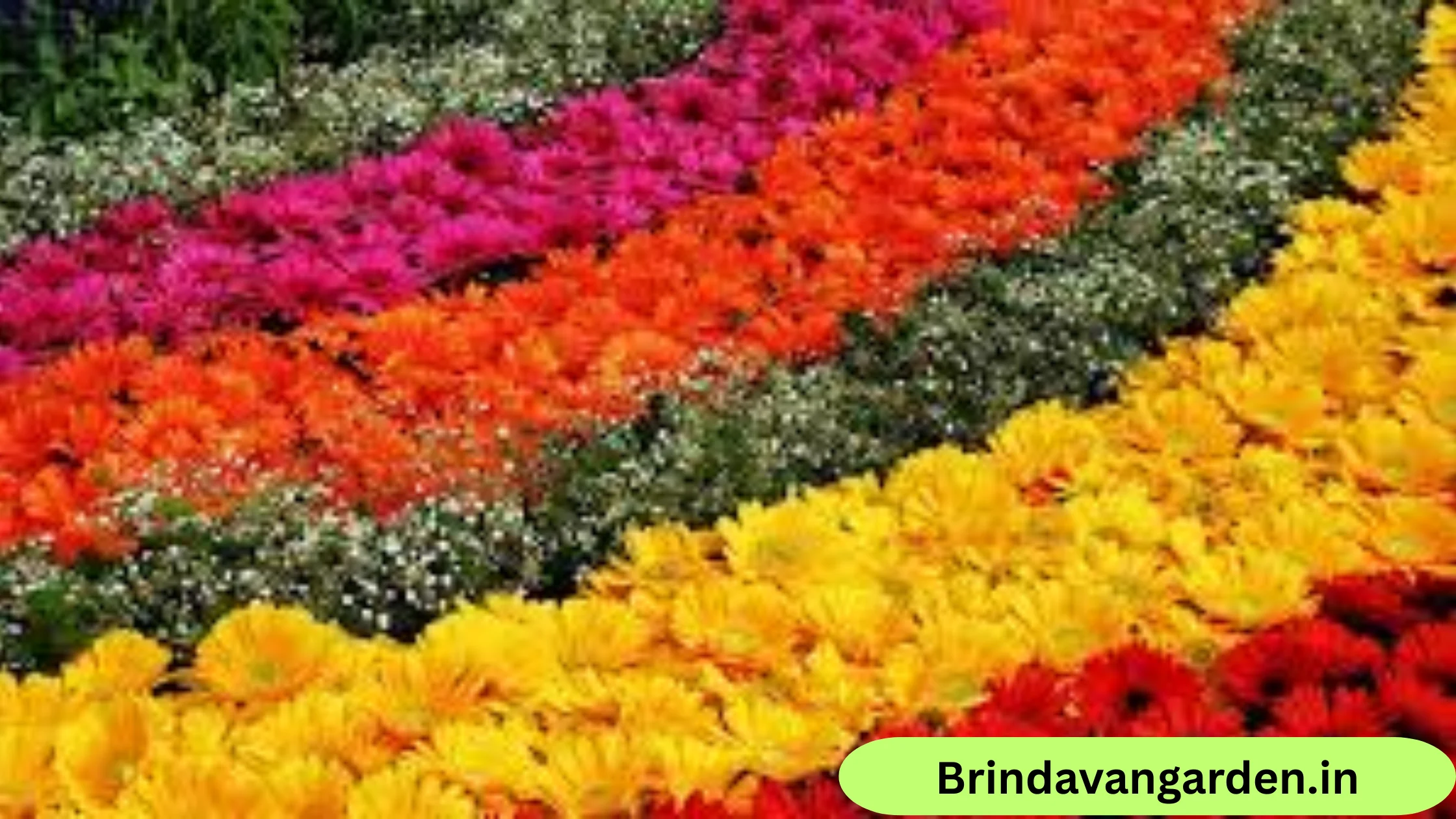 lalbagh flower show tickets