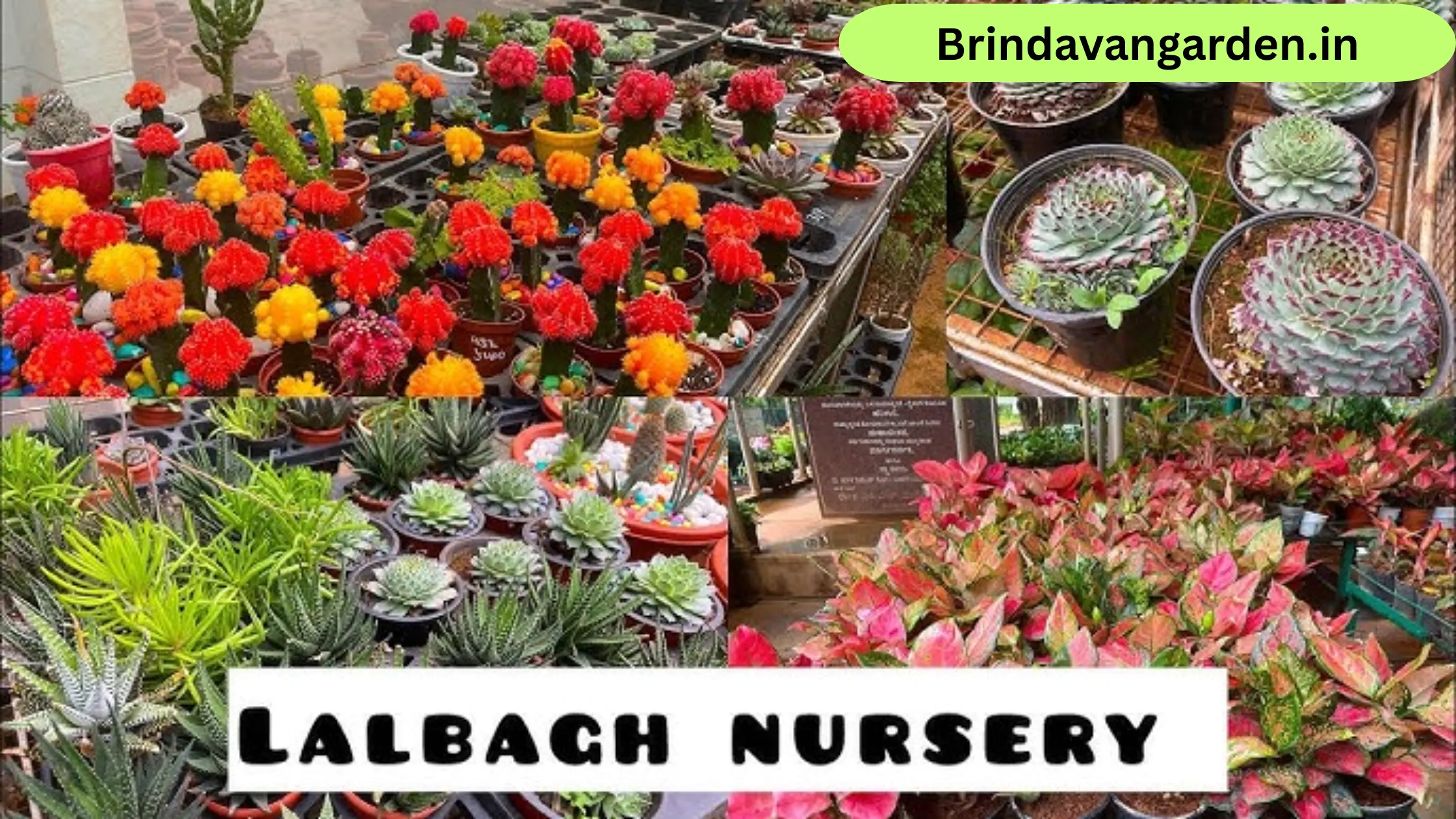 lalbagh nursery timings