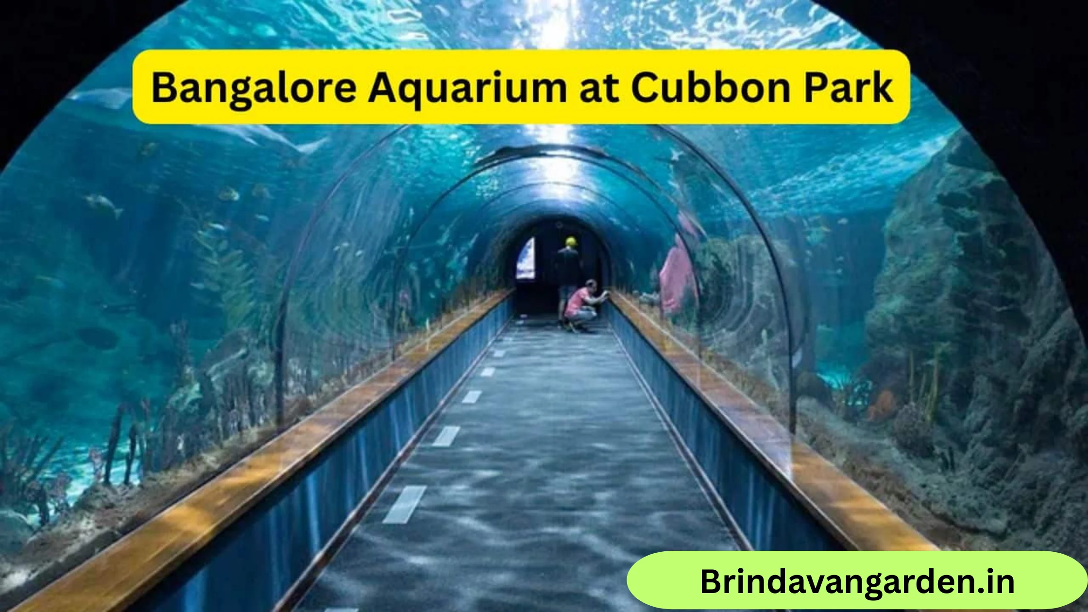 cubbon park aquarium timings