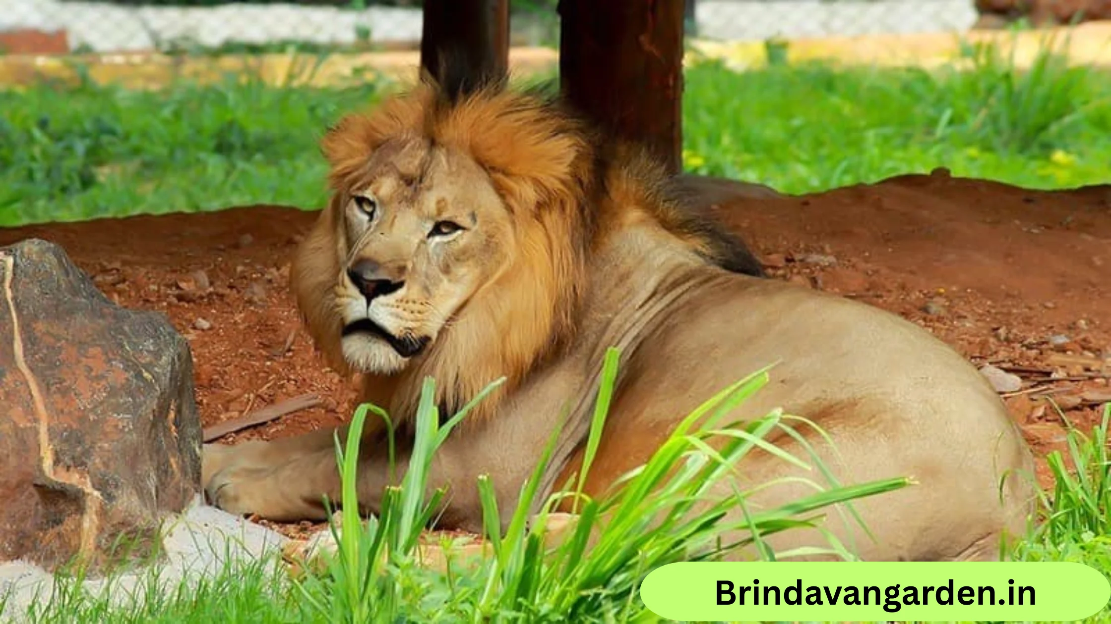 mysore zoo ticket price