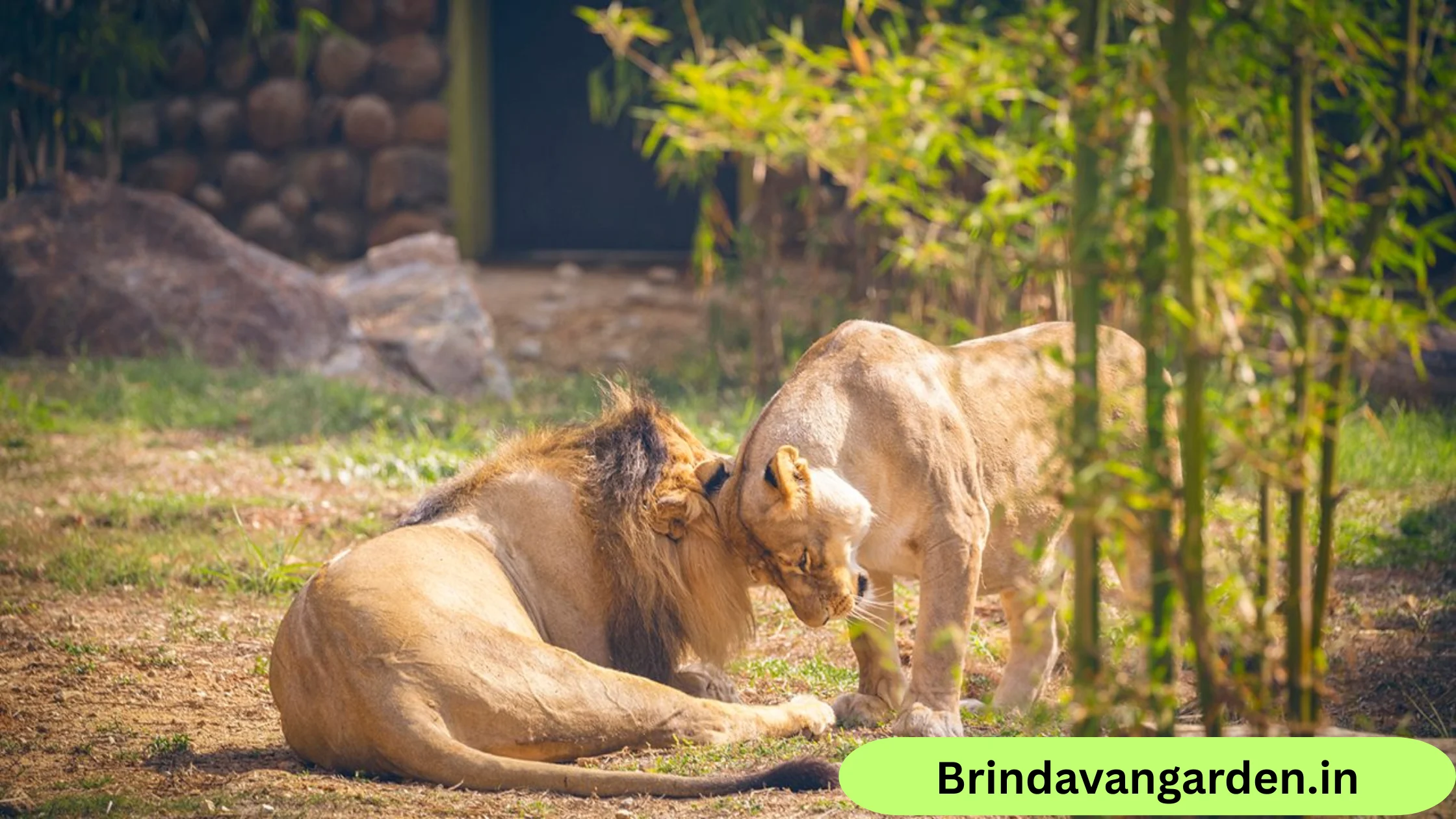 mysore zoo opening time