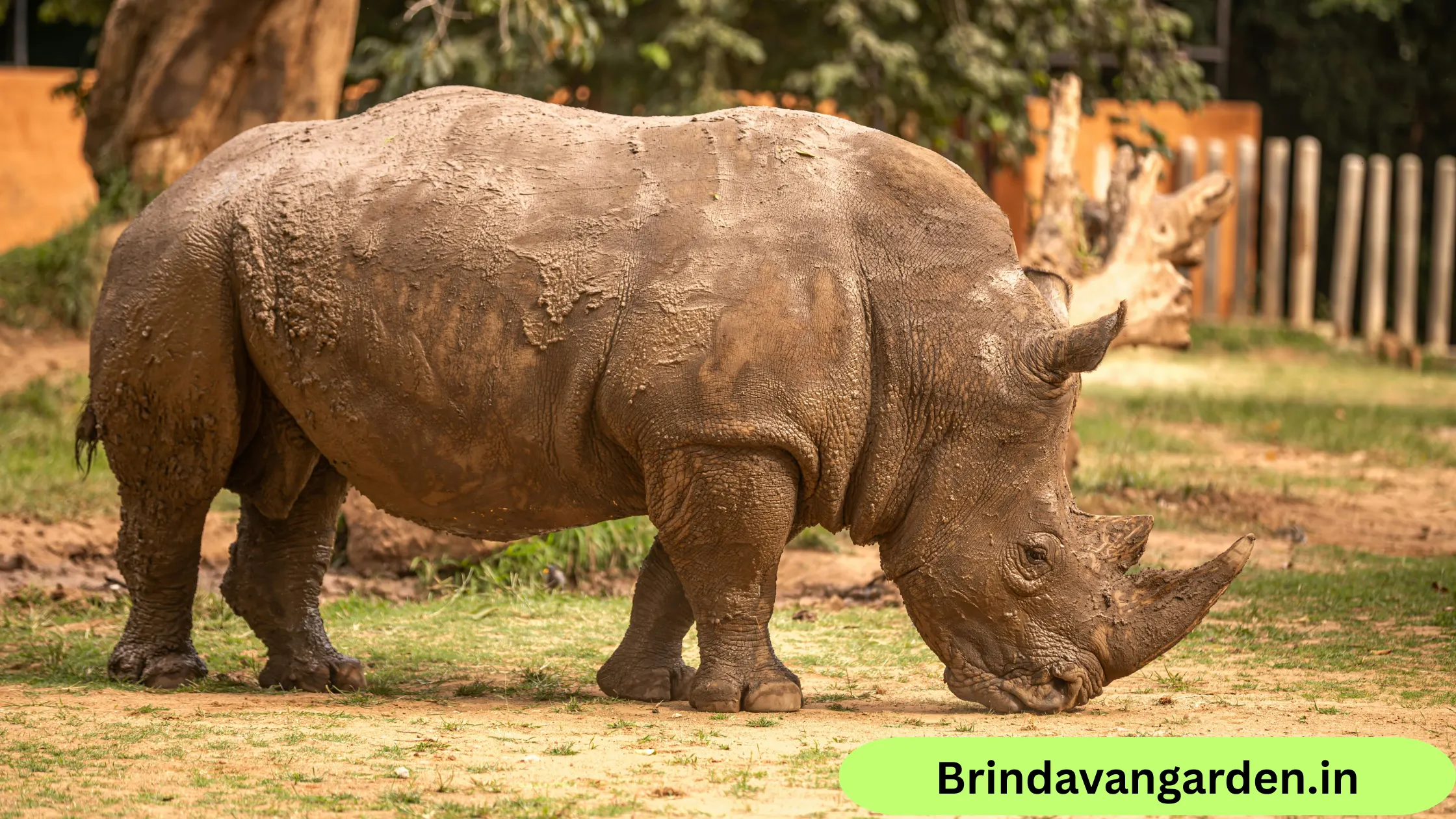 mysore zoo tickets