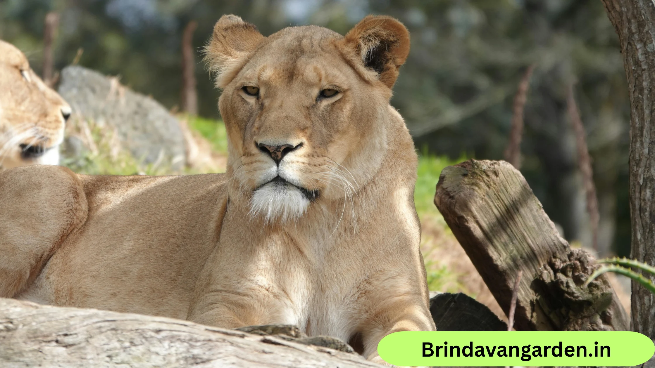 is mysore zoo open today