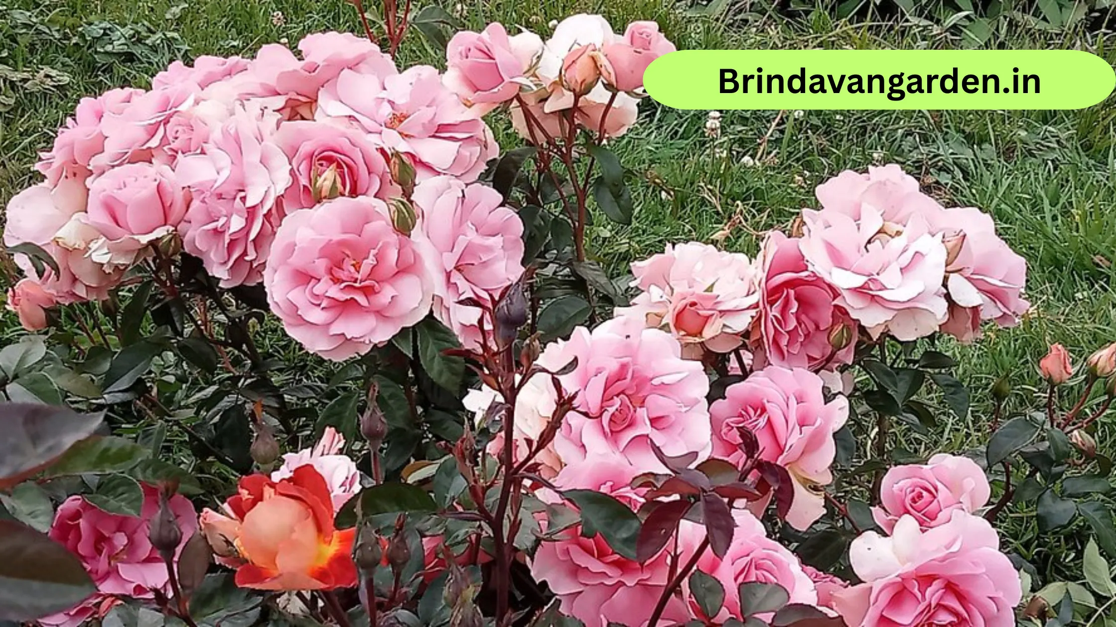 rose garden timings