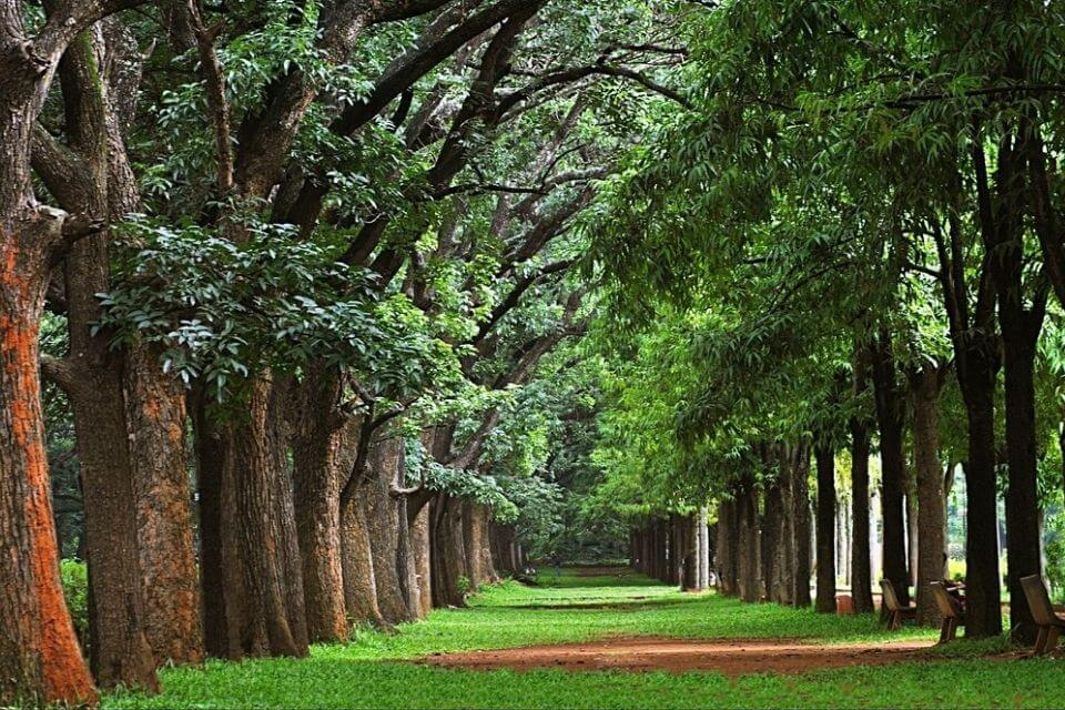 Cubbon Park