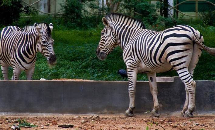 Mysore Zoo