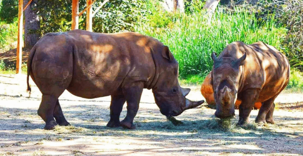 Mysore Zoo 