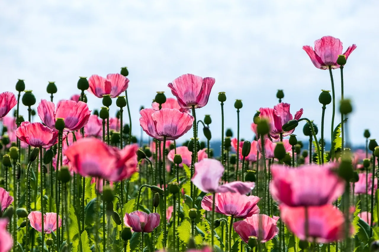 Brindavan Gardens Flowers