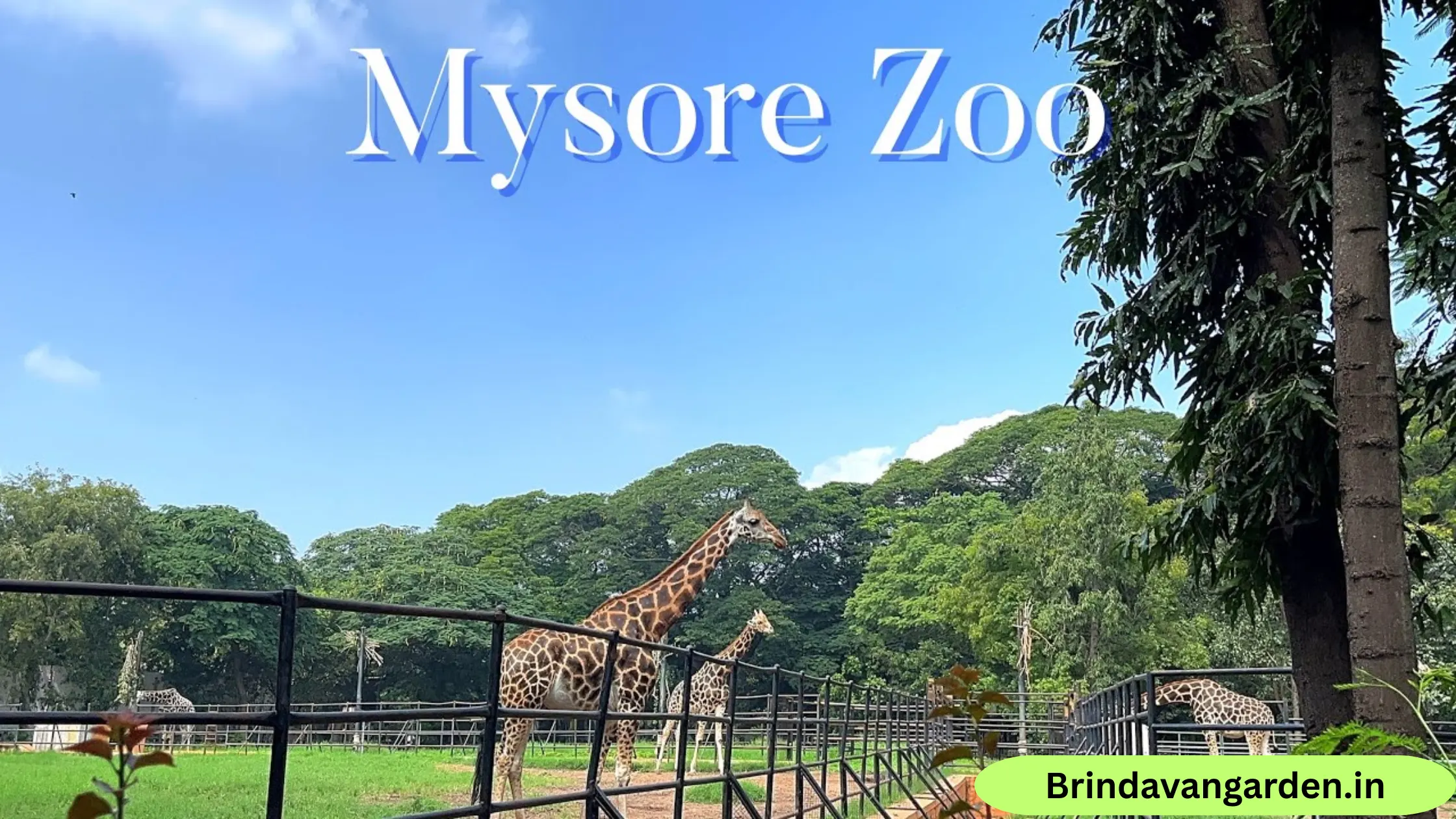 is mysore zoo open today