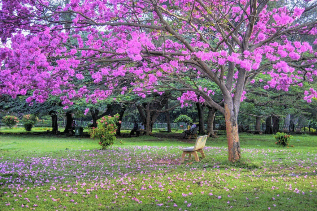 cubbon park
