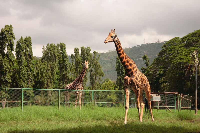 mysore zoo