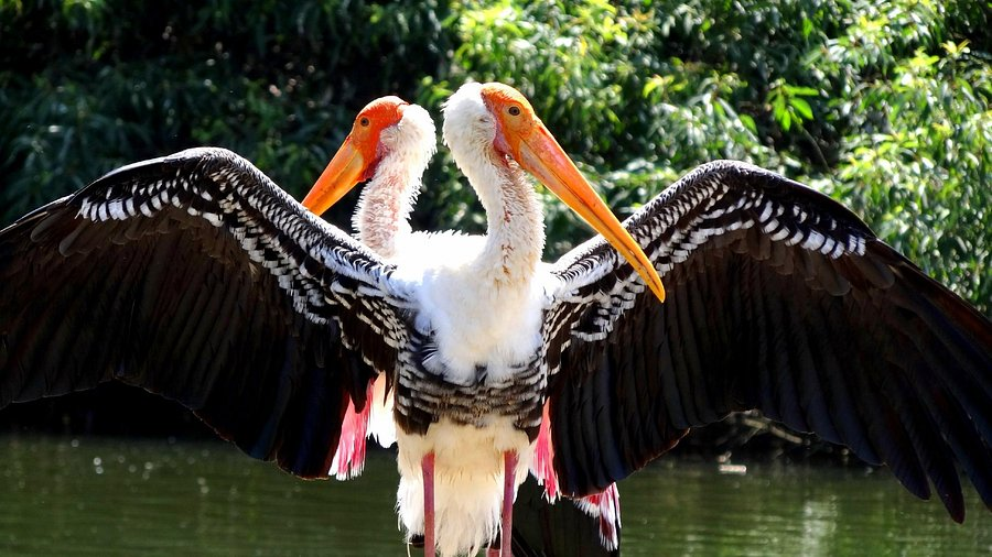 ranganathittu bird sanctuary